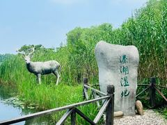 -溱湖国家湿地公园