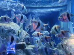 -石家庄海洋公园