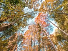 -杭州雅谷泉山庄酒店-餐厅