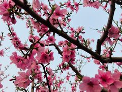 -永定河休闲森林公园