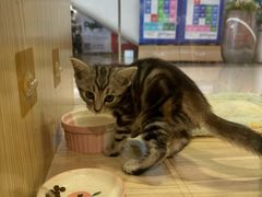 -屋虎猫馆(宝安大仟里店)
