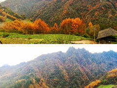 -卧龙自然保护区