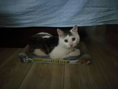 -纳吉亚猫专科动物医院博雅分院