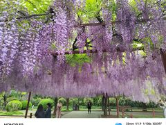 -嘉定紫藤园