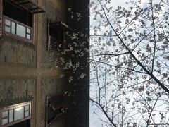 -武汉大学-樱园