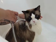 -momokira米努特·德文卷毛猫·棉花面纱犬