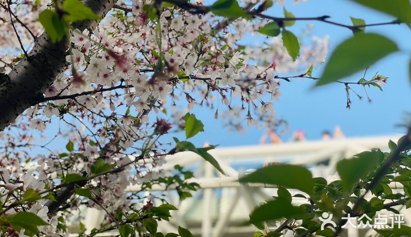 又是一年樱花季🌸