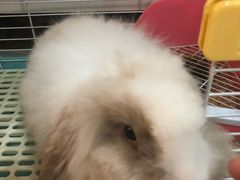 -宠物兔专门店(天丰利市场店)