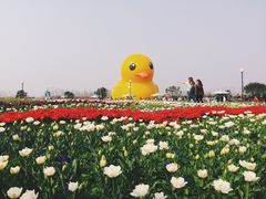 -荷兰花海