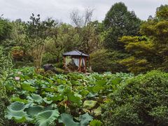-龙井草堂