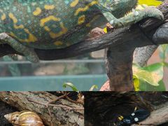 -上海大自然野生昆虫馆(东方明珠·爬宠昆虫探索中心)