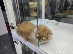 -小猫来了·猫舍(红山六九七九店)