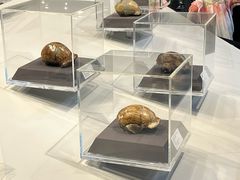 -北京周口店北京人遗址博物馆