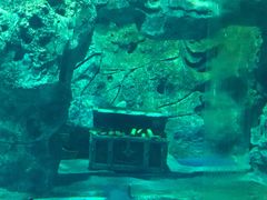 -芜湖新华联大白鲸海洋公园