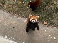 -合肥野生动物园