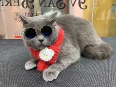 -车接车送·寄养洗护·德文猫舍(大宁店)