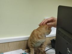 -瑞鹏宠物医院·骨科·猫科·内科(第一中心)