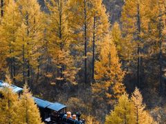 -莫尔道嘎国家森林公园