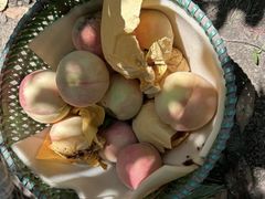 -老袁家蜜桃农场·阳山水蜜桃