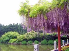 -嘉定紫藤园