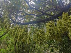 -火炉山森林公园