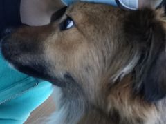 -爱侣·安琦尔宠物医院·中兽医针灸·心内科·狂犬免疫点(宝山区院)