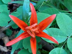 -白草畔自然风景区