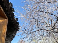 -春风习习