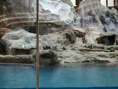 -帝企鹅自助餐厅•儿童岛•真企鹅(长隆企鹅酒店)