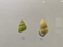 -青岛贝壳博物馆