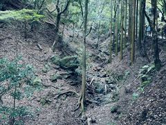 -岚山猴子公园