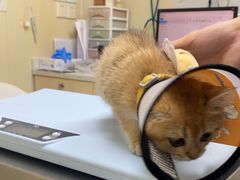 -爱诺耐芙动物医院(万博店)