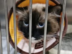 -佳雯宠物医院(四明中路分院)