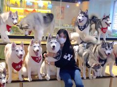 -Husky Go! 哈士奇体验馆·宠物咖啡厅狗咖