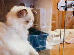 -Pets First伊珊娜洗护·精致美容·家庭式寄养(新会路店)
