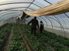 -胜丰草莓采摘园