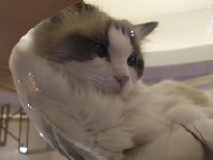 -滚猫咖啡·猫咖·猫友好撸猫(未来城店)