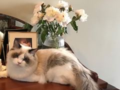 -东方名猫馆·英短金渐层布偶猫舍(环线广场1号楼店)