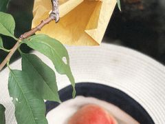 -老袁家蜜桃农场·阳山水蜜桃