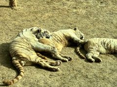 -北京野生动物园