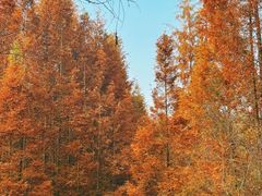 -桤木河湿地公园