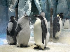 -帝企鹅自助餐厅•儿童岛•真企鹅(长隆企鹅酒店)