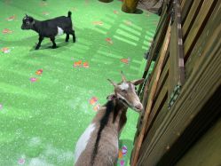 -酷嗒动物文化乐园(cutezoo西溪乐天城店)