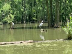 -池杉湖湿地公园