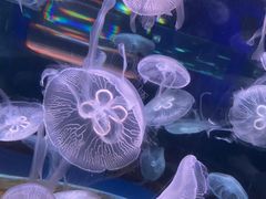 -欢乐海岸海洋奇梦馆