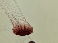 -沈阳海洋探索中心