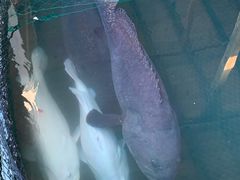 -蓝湾碧波·老字号·疍家非遗海上餐厅