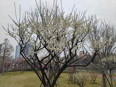 -沙市市中山公园