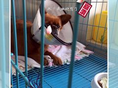 -瑞派宠物医院·内科·软组织·绝育中心(沈阳八纬路分院)