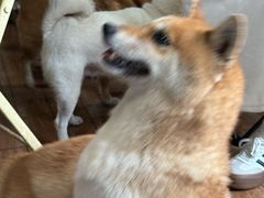-柴犬高等学院·狗咖·柴犬售卖·宠物训练